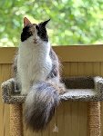Gracie