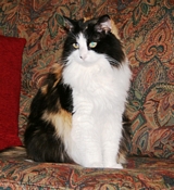 Rosie